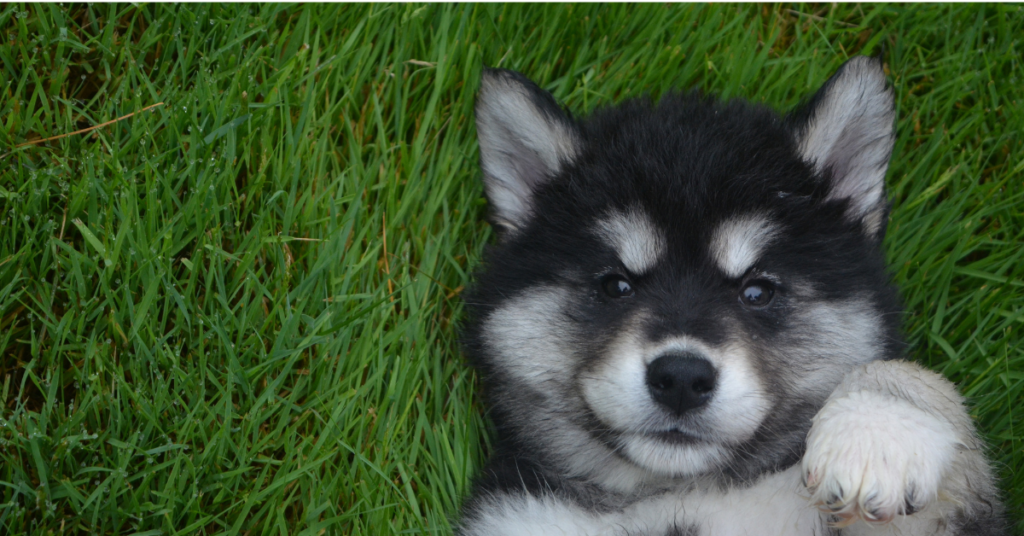 Pomerusky Truth: Your Ultimate, Adorable Dog Guide