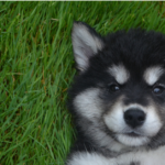 Pomerusky Truth: Your Ultimate, Adorable Dog Guide